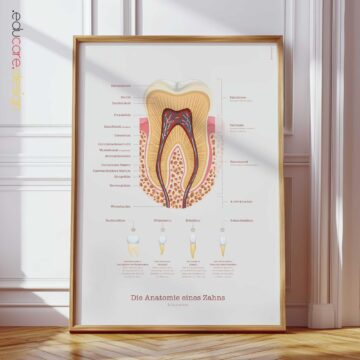Anatomie des Kiefers und des Gaumenfortsatzes Anatomie-Chart für Praxen und Kliniken Anatomie des Kiefers und des Gaumenfortsatzes Anatomie-Chart für Praxen und Kliniken